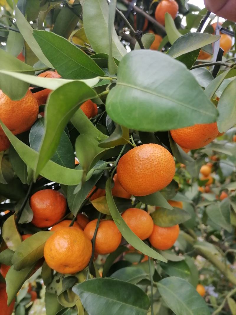 广西沃柑货源可以供货一直到清明节前……