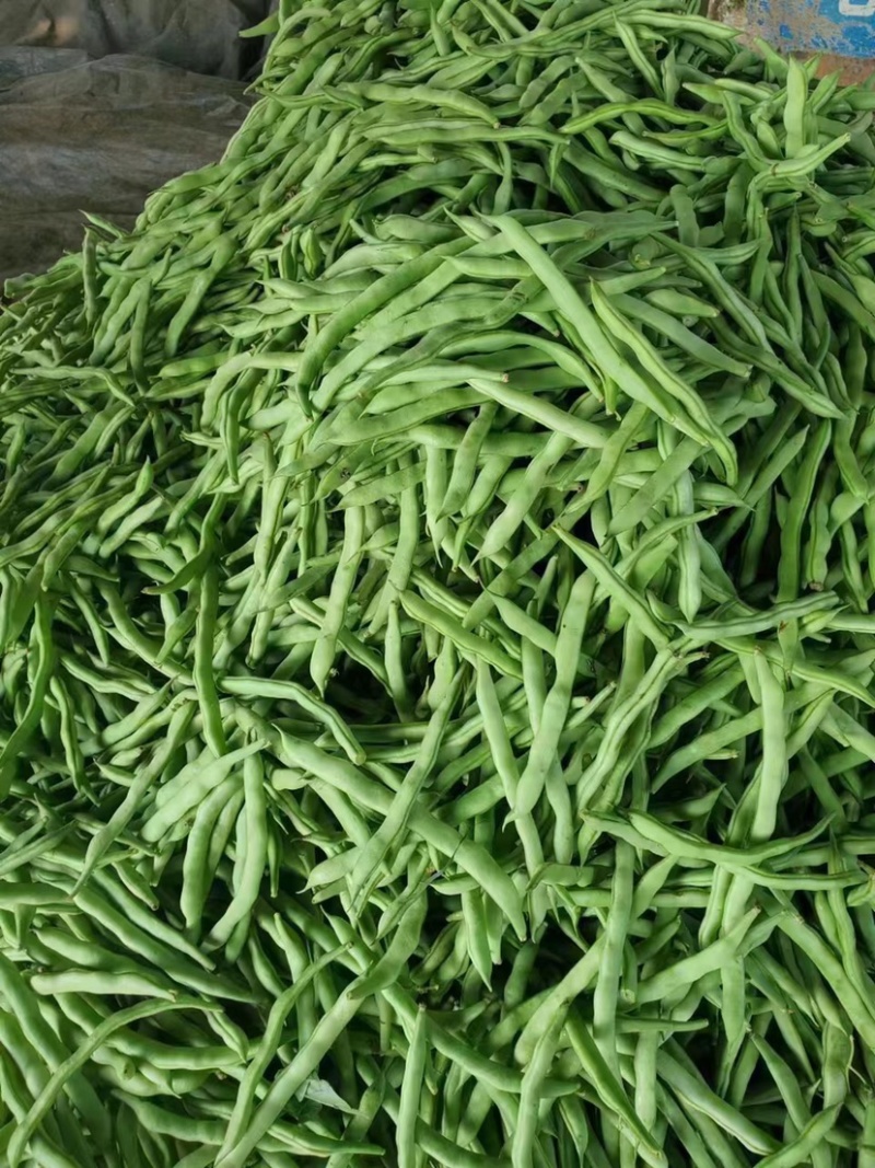 精品四季豆规格齐全货源充足，产地发货欢迎客商来电咨询