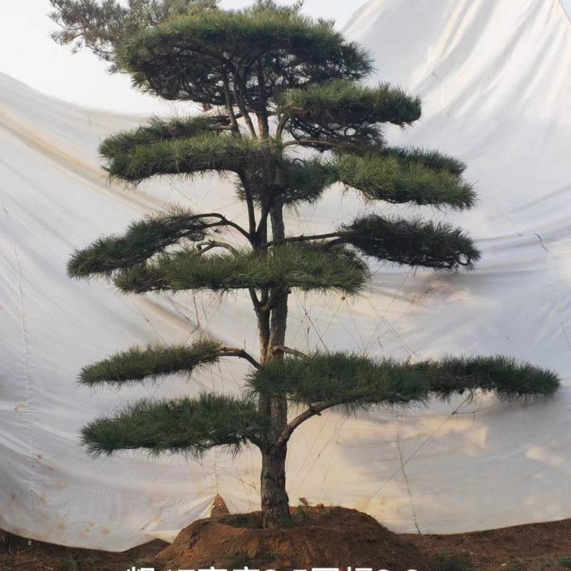 物美价廉造型松上线