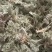 新鲜的精品野生白蒿，干净，不带黄叶和黑根