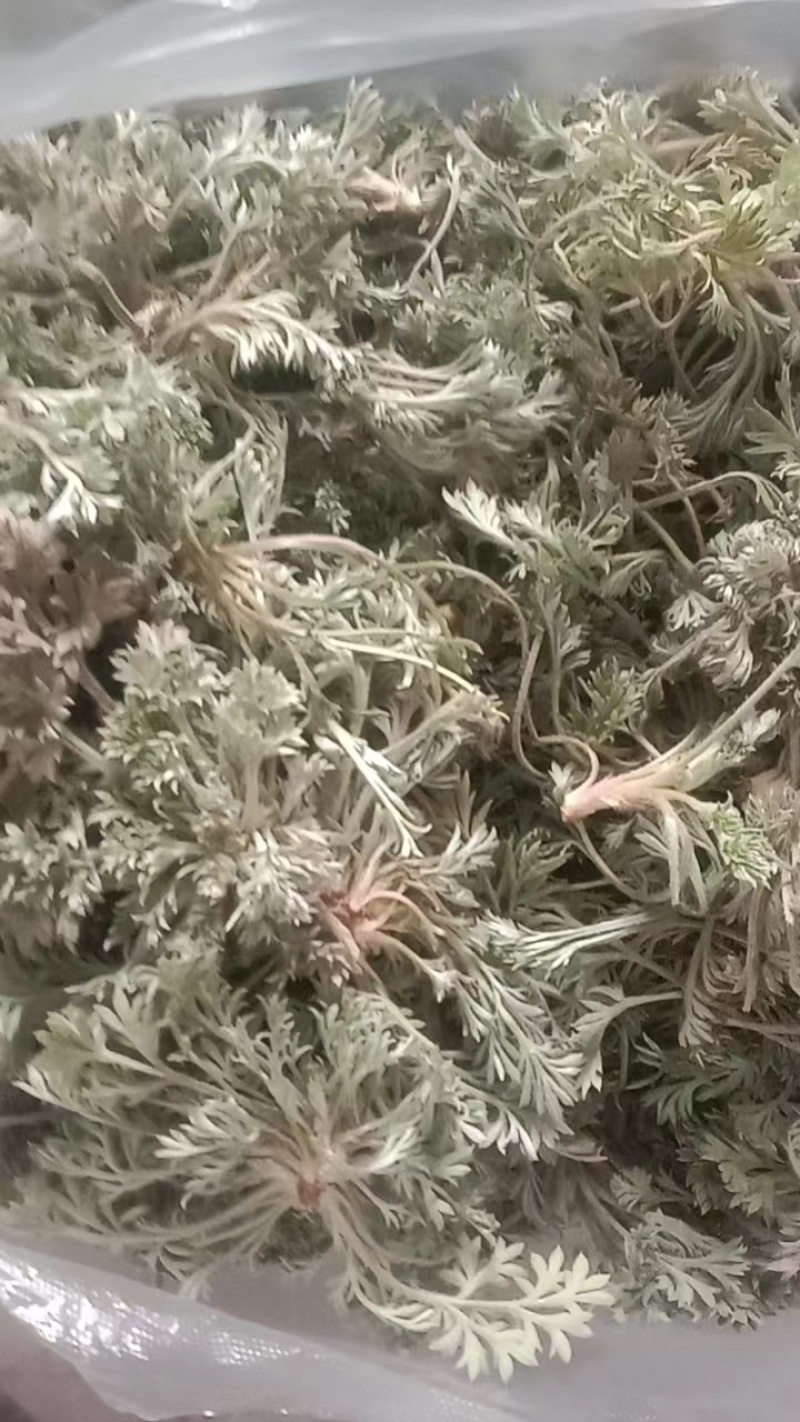 新鲜的精品野生白蒿，干净，不带黄叶和黑根