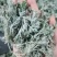 新鲜的精品野生白蒿，干净，不带黄叶和黑根