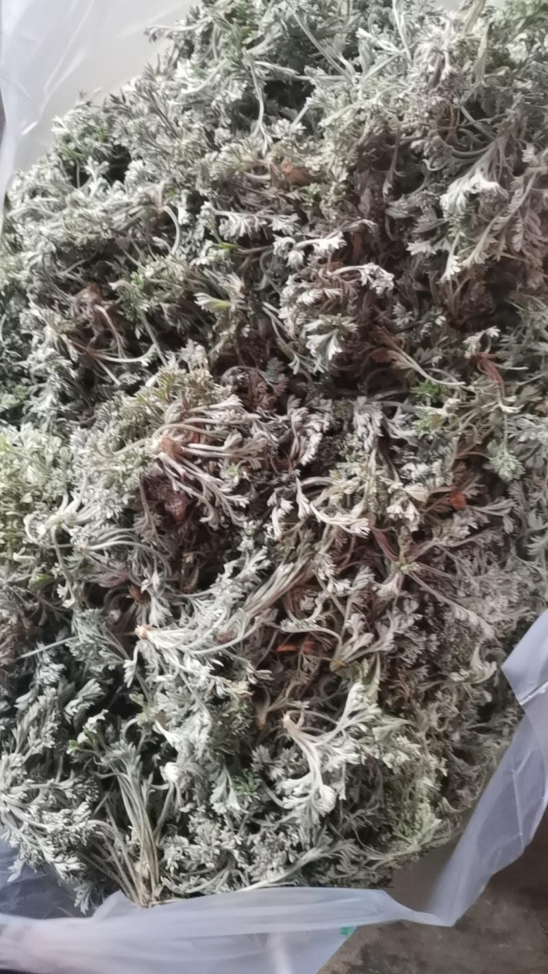新鲜的精品野生白蒿，干净，不带黄叶和黑根