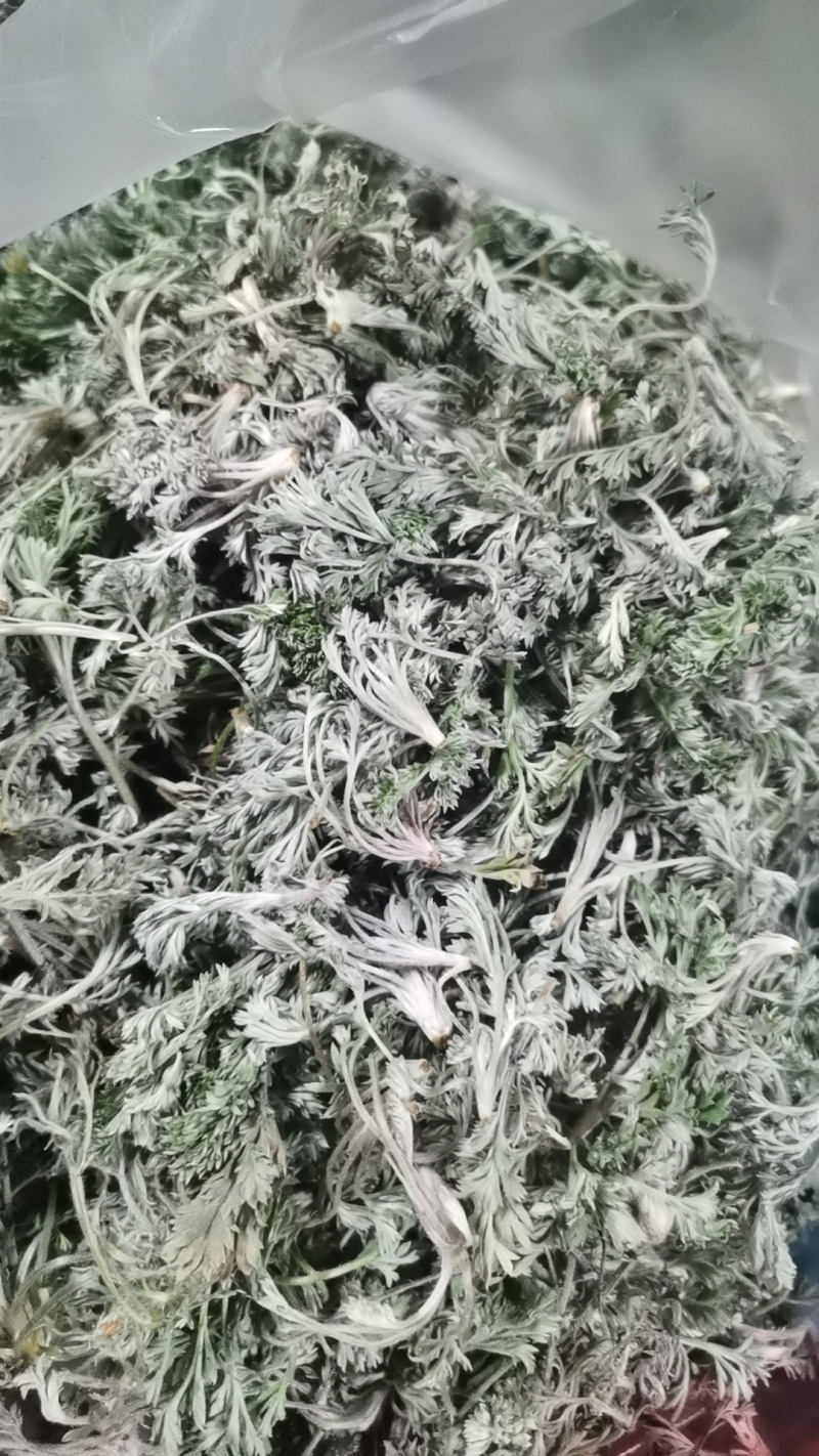 新鲜的精品野生白蒿，干净，不带黄叶和黑根