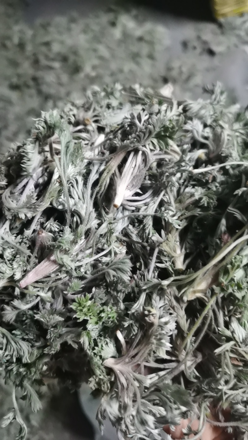 新鲜的精品野生白蒿，干净，不带黄叶和黑根