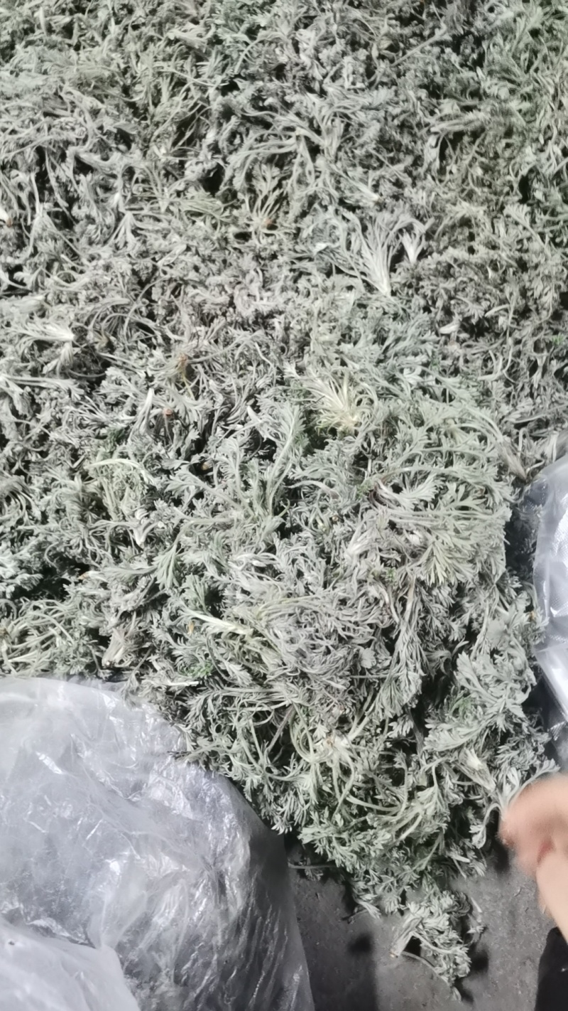 新鲜的精品野生白蒿，干净，不带黄叶和黑根