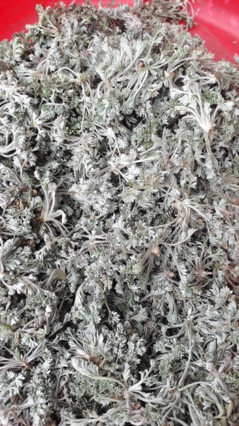 新鲜的精品野生白蒿，干净，不带黄叶和黑根