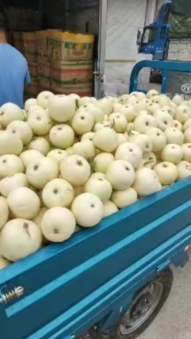 砀山县小白瓜已大量上市了，果型端正，皮薄脆甜，糖份高。