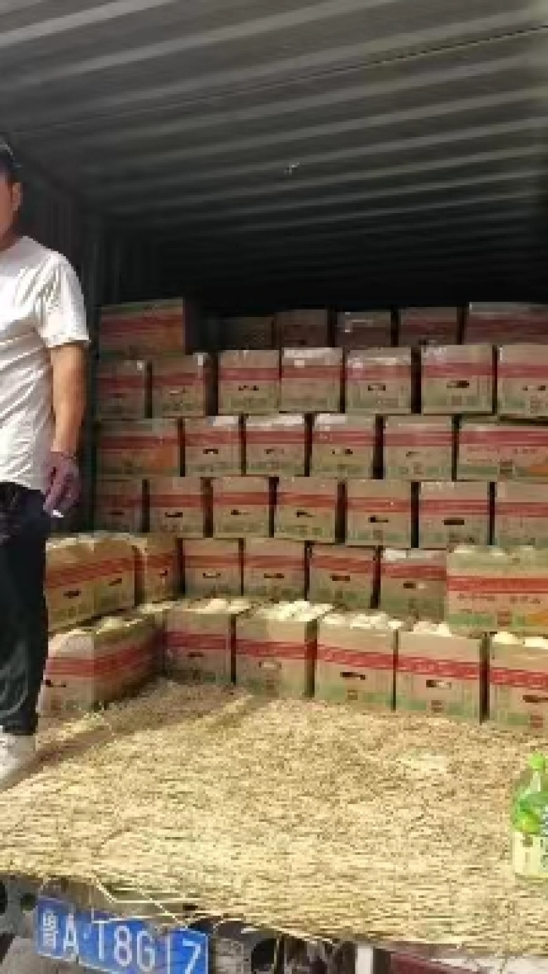 砀山县小白瓜已大量上市了，果型端正，皮薄脆甜，糖份高。