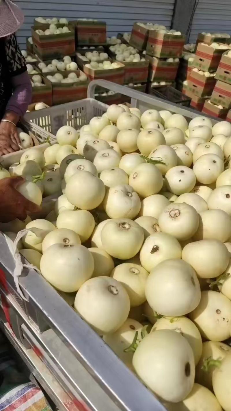 砀山县小白瓜已大量上市了，果型端正，皮薄脆甜，糖份高。