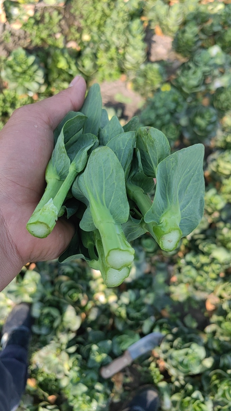 菜苔，矮脚菜菜苔，上海青菜苔，小黑菜苔，黑菜苔