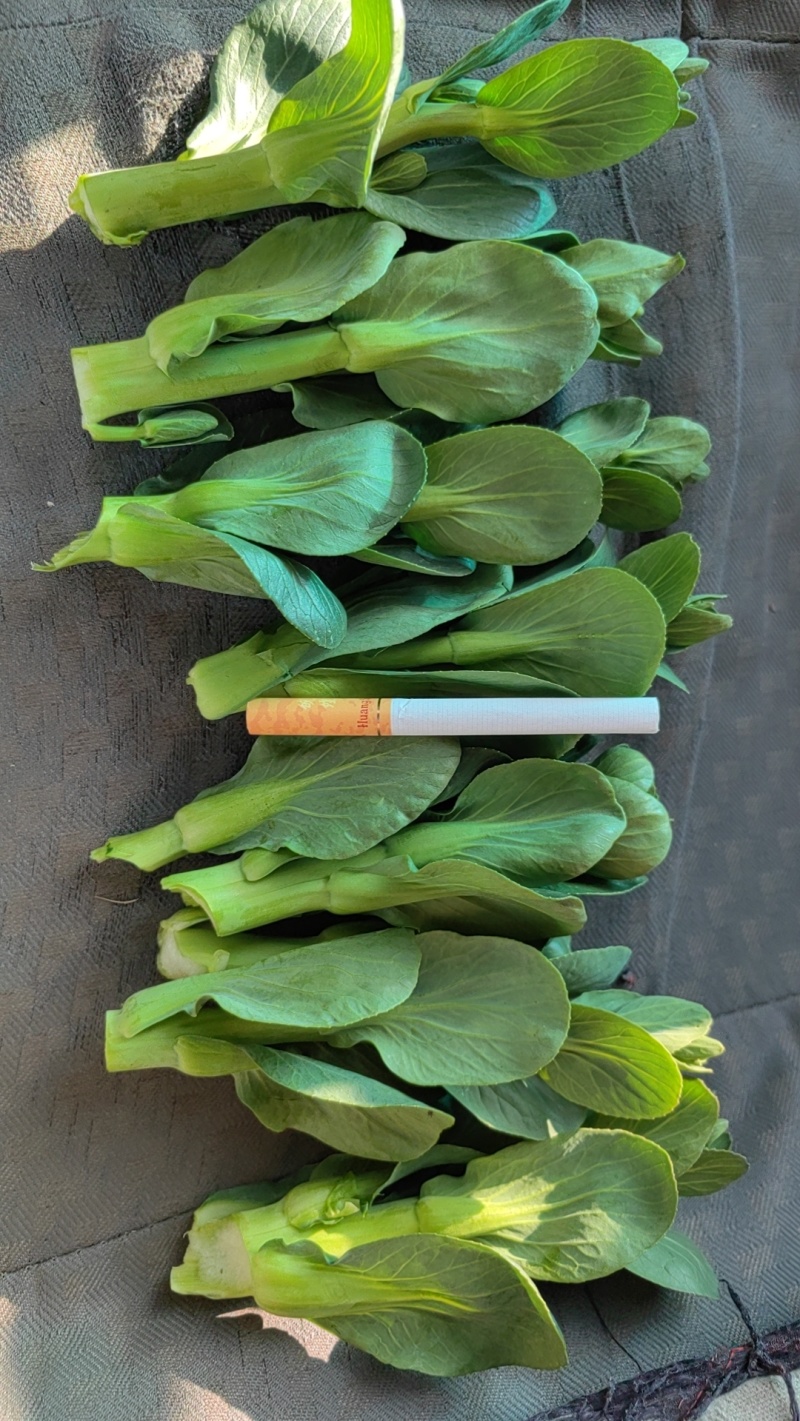菜苔，矮脚菜菜苔，上海青菜苔，小黑菜苔，黑菜苔