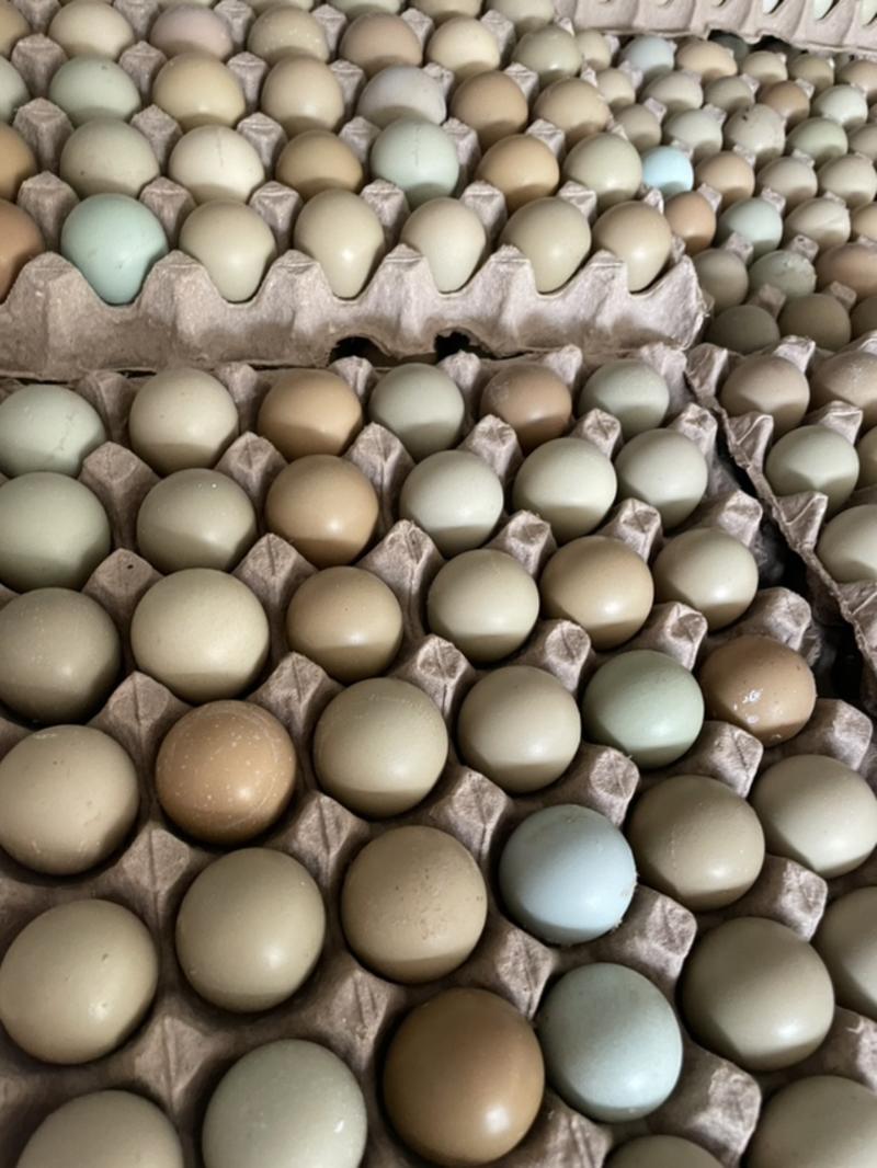 野鸡蛋养殖场每天可供应5万枚.寻求长期合作采购商