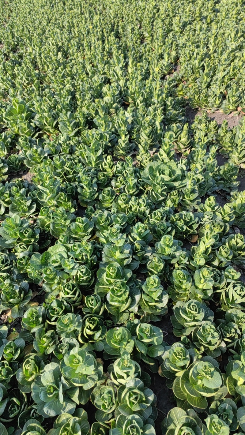 菜苔，矮脚菜菜苔，上海青菜苔，小黑菜苔，黑菜苔