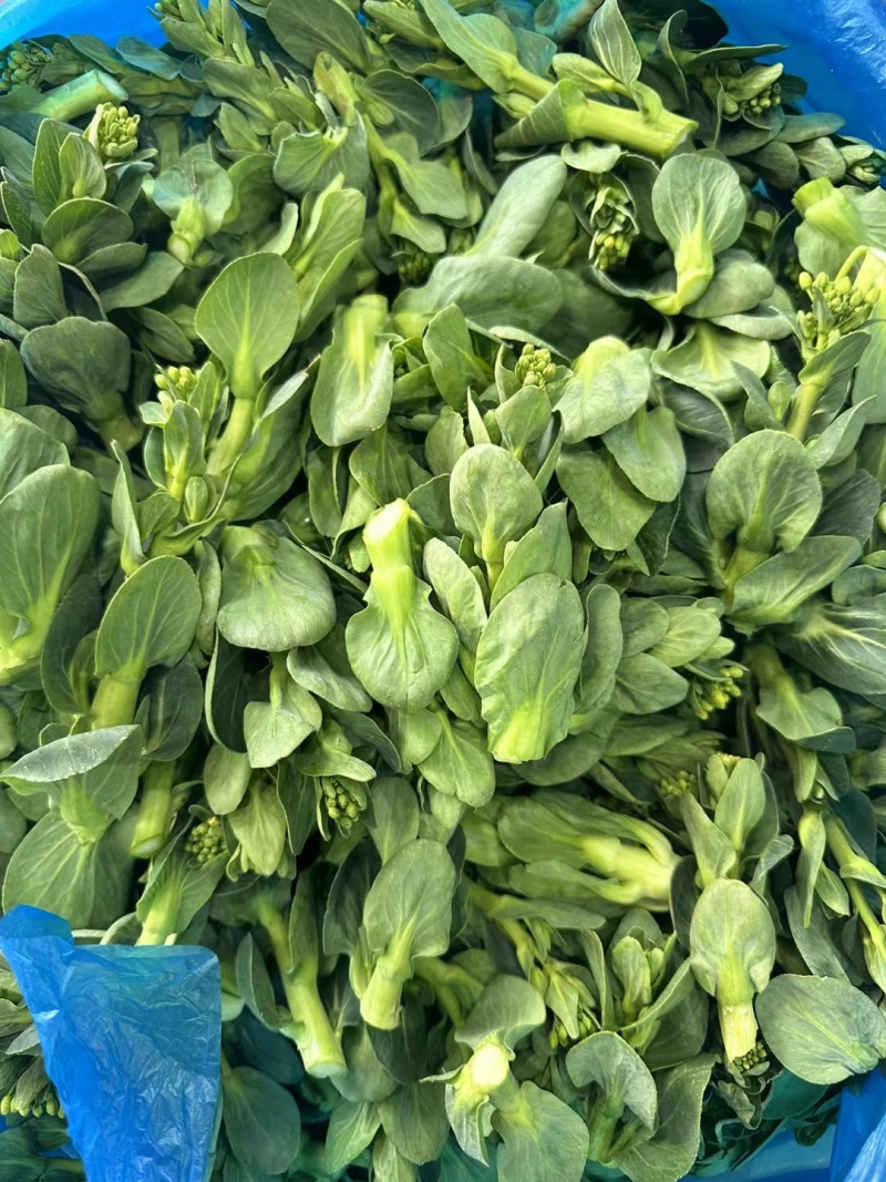 菜苔，矮脚菜菜苔，上海青菜苔，小黑菜苔，黑菜苔
