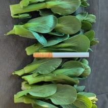 菜苔，矮脚菜菜苔，上海青菜苔，小黑菜苔，黑菜苔