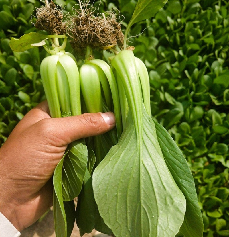 珍品油绿晚抽王青梗菜种子油亮小青菜种子耐寒耐抽薹冬春蔬菜