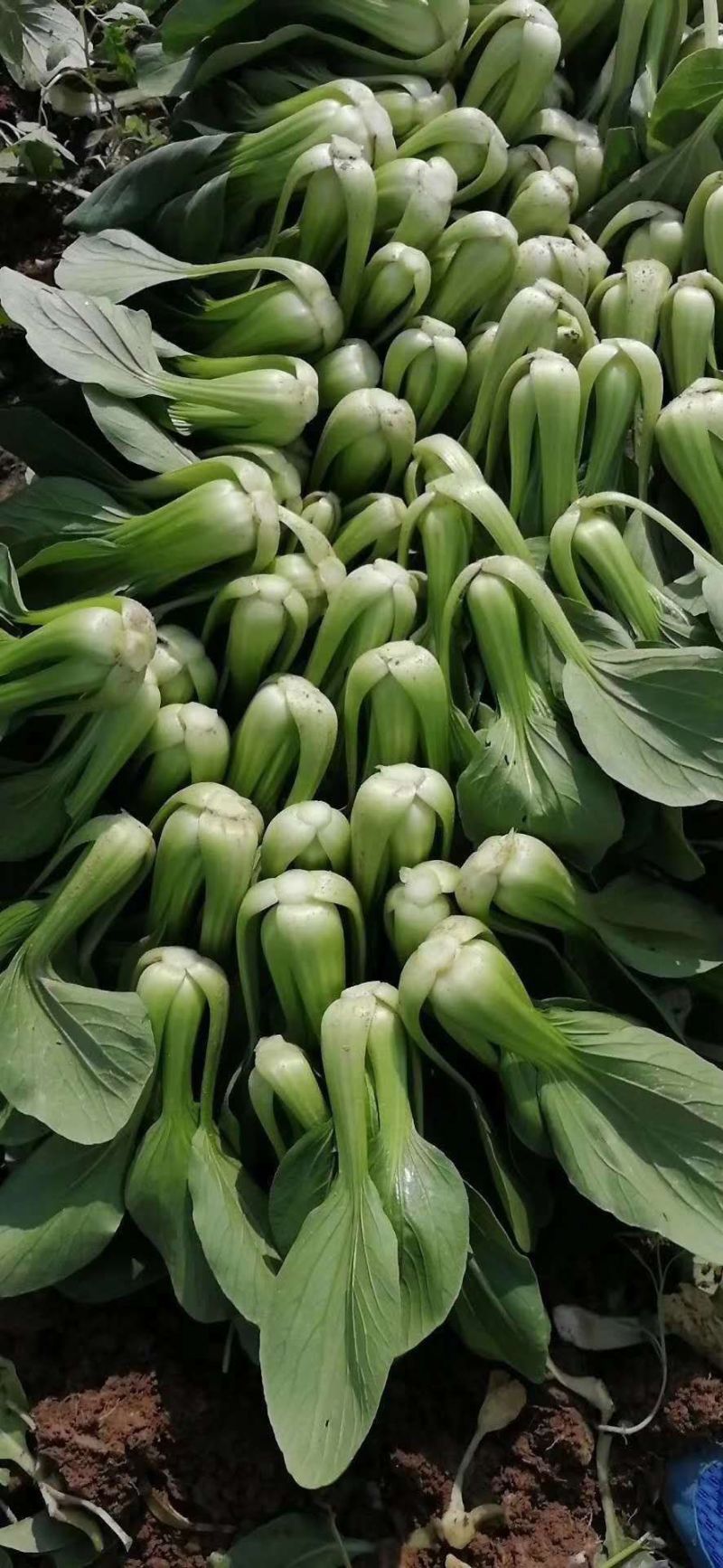珍品油绿晚抽王青梗菜种子油亮小青菜种子耐寒耐抽薹冬春蔬菜