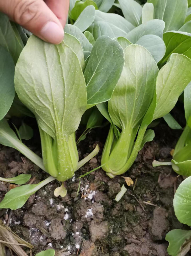 珍品油绿晚抽王青梗菜种子油亮小青菜种子耐寒耐抽薹冬春蔬菜