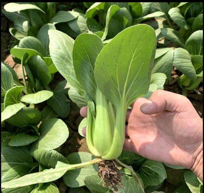 珍品油绿晚抽王青梗菜种子油亮小青菜种子耐寒耐抽薹冬春蔬菜