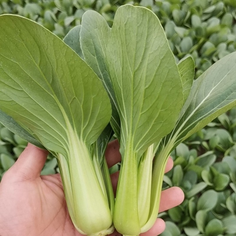 珍品油绿晚抽王青梗菜种子油亮小青菜种子耐寒耐抽薹冬春蔬菜