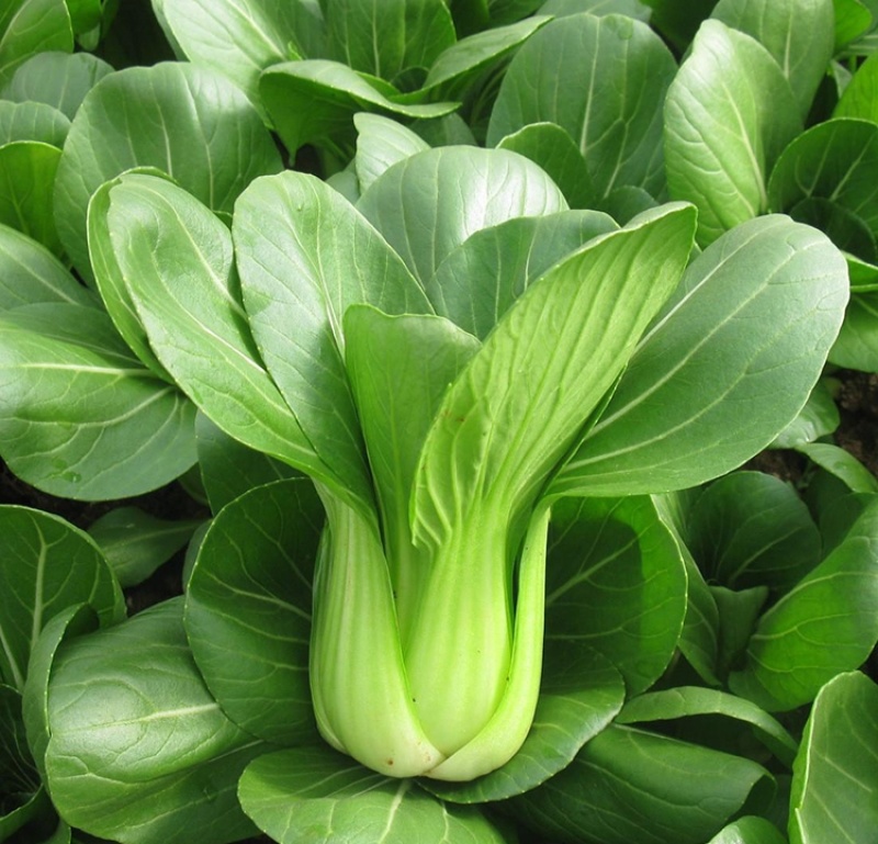 珍品油绿晚抽王青梗菜种子油亮小青菜种子耐寒耐抽薹冬春蔬菜
