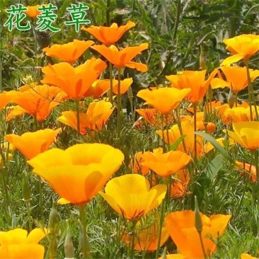 花菱草种子，春秋播种多年生耐寒花种绿化花籽庭院阳台盆栽花