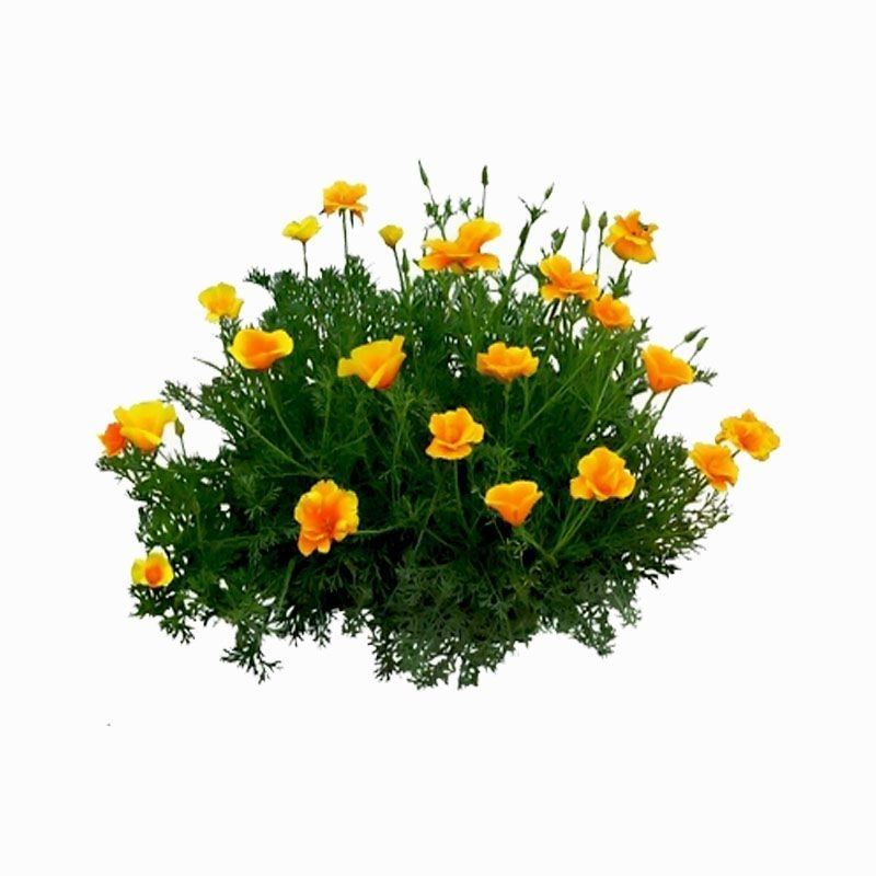 花菱草种子，春秋播种多年生耐寒花种绿化花籽庭院阳台盆栽花
