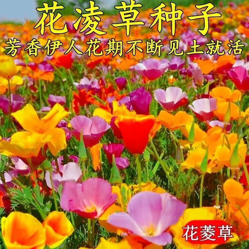花菱草种子，春秋播种多年生耐寒花种绿化花籽庭院阳台盆栽花