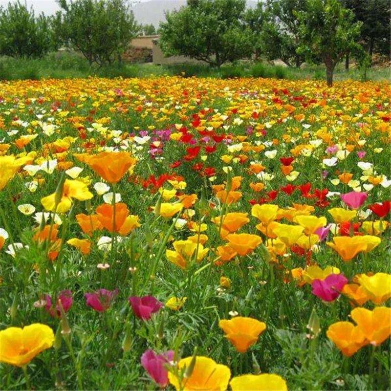 花菱草种子，春秋播种多年生耐寒花种绿化花籽庭院阳台盆栽花