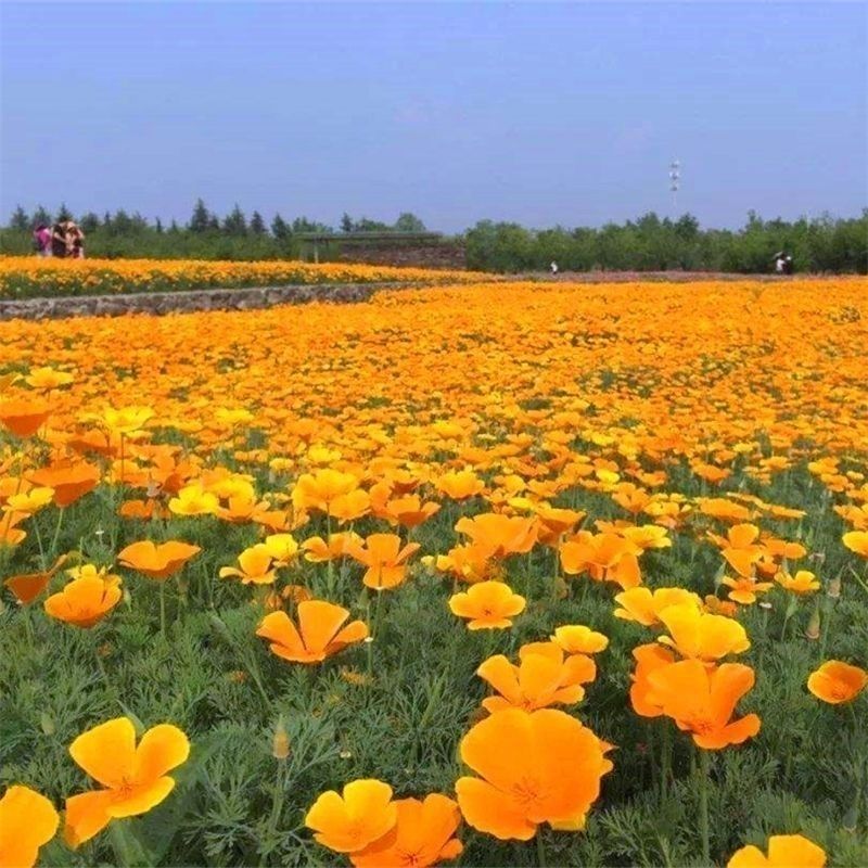 花菱草种子，春秋播种多年生耐寒花种绿化花籽庭院阳台盆栽花
