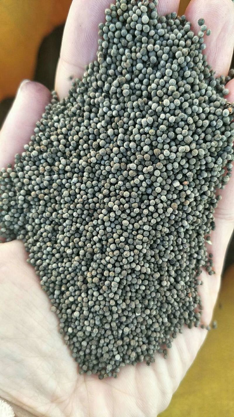 花菱草种子，春秋播种多年生耐寒花种绿化花籽庭院阳台盆栽花