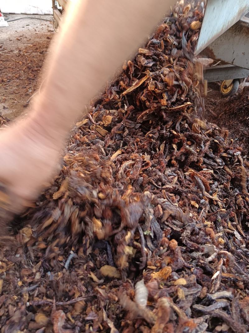 骨碎补（含量足）野生