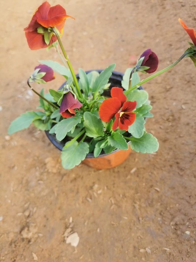 角瑾冷季型草花宿根草花