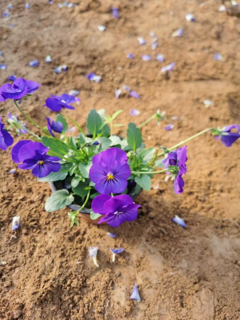 角瑾冷季型草花宿根草花