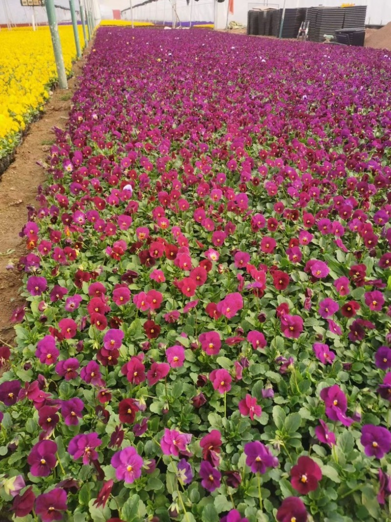 角瑾冷季型草花宿根草花