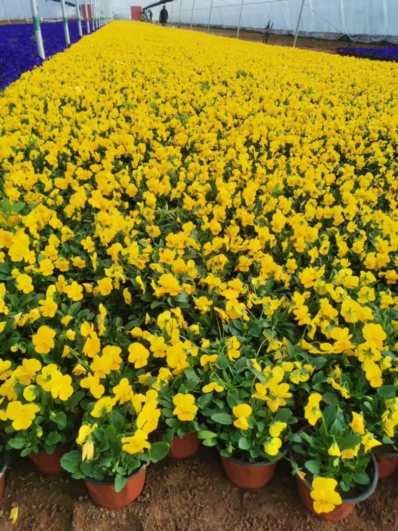 角瑾冷季型草花宿根草花