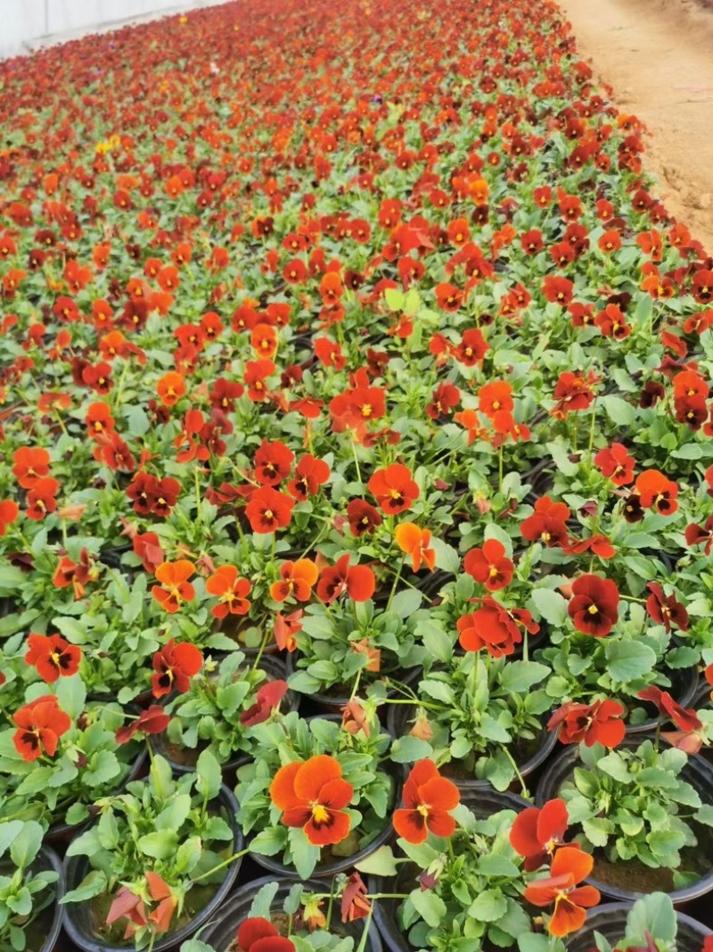 角瑾冷季型草花宿根草花