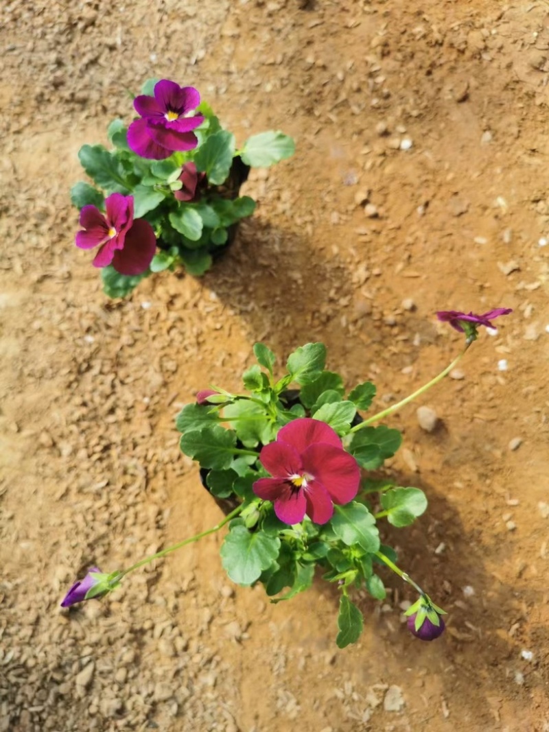 角瑾冷季型草花宿根草花