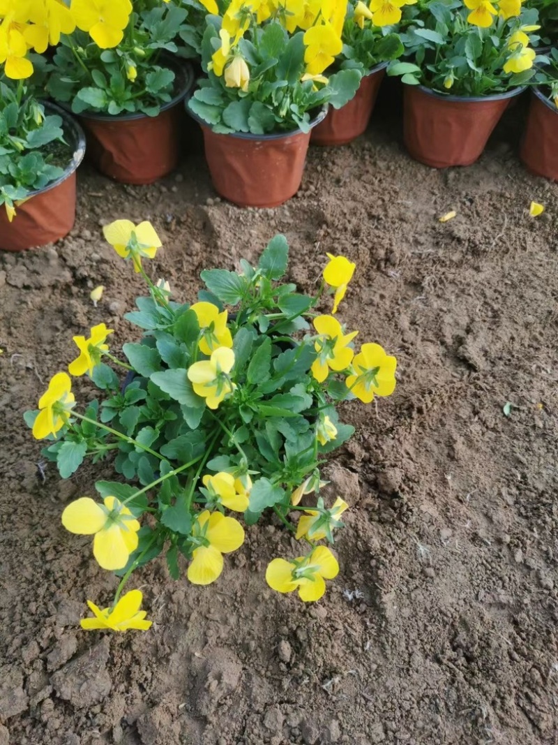 角瑾冷季型草花宿根草花