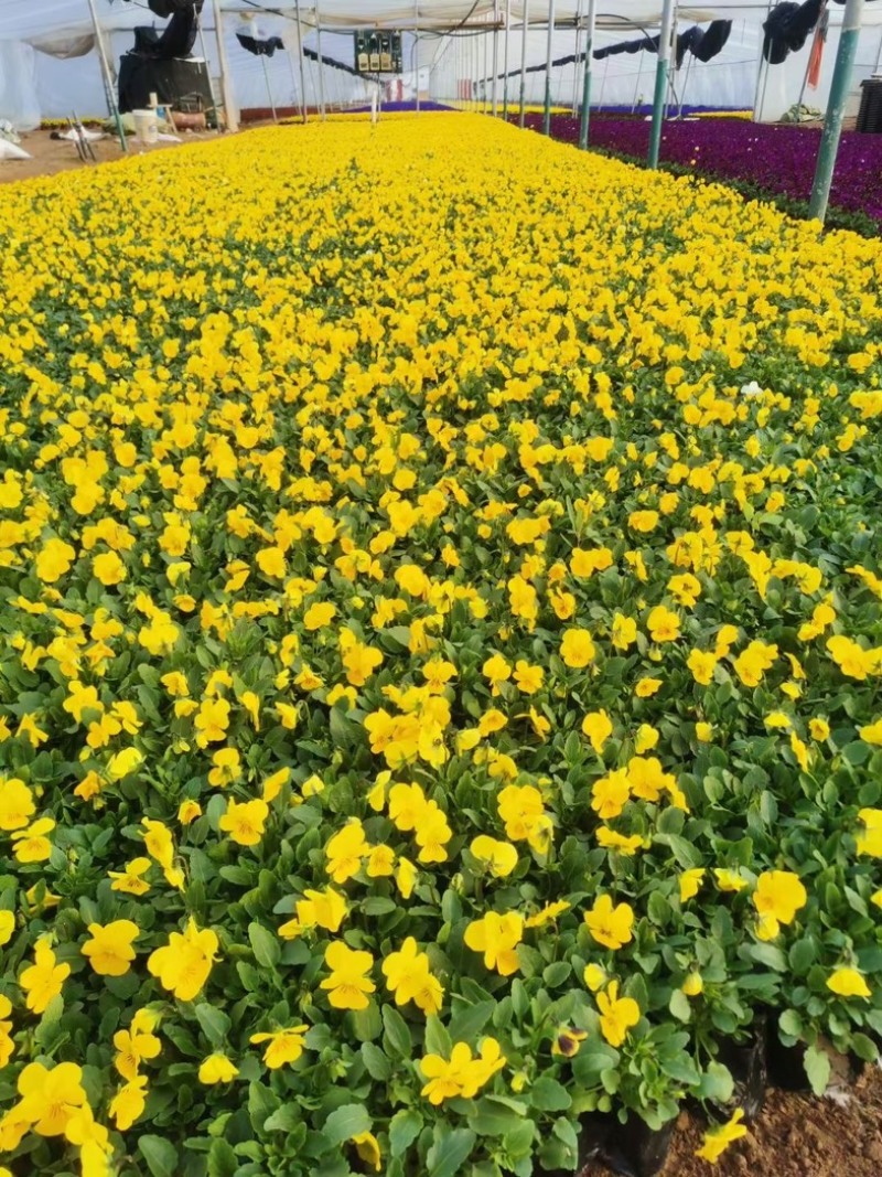 角瑾冷季型草花宿根草花