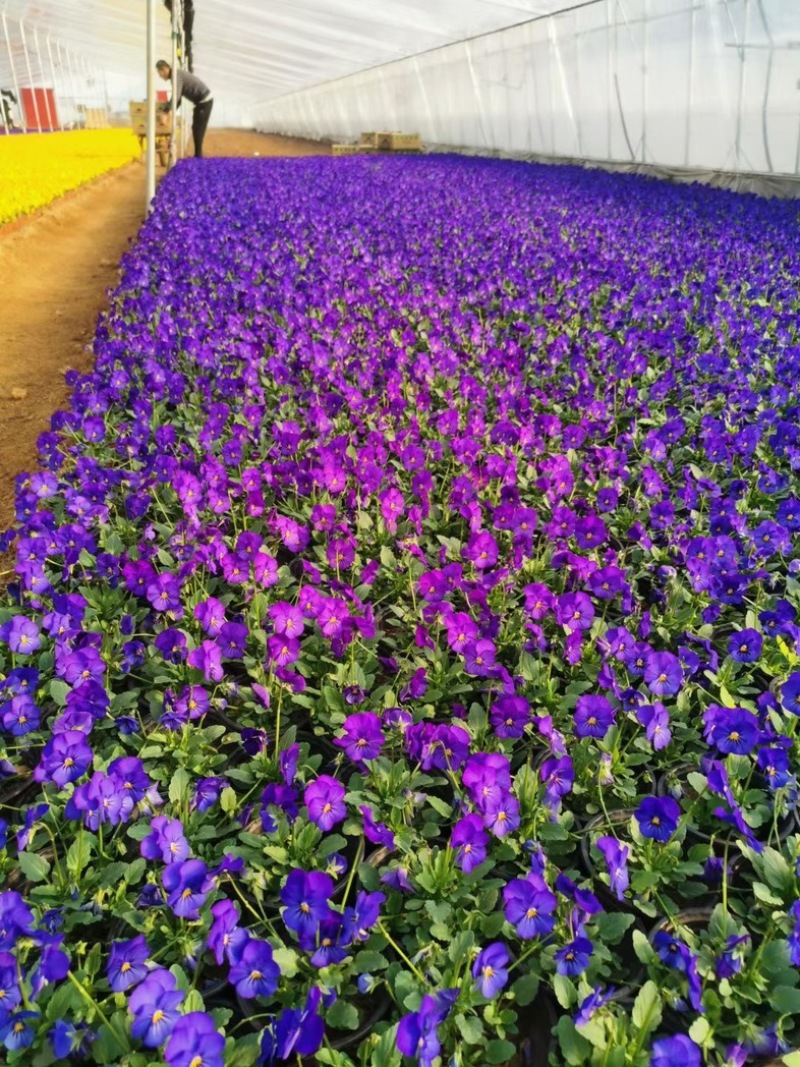 角瑾冷季型草花宿根草花