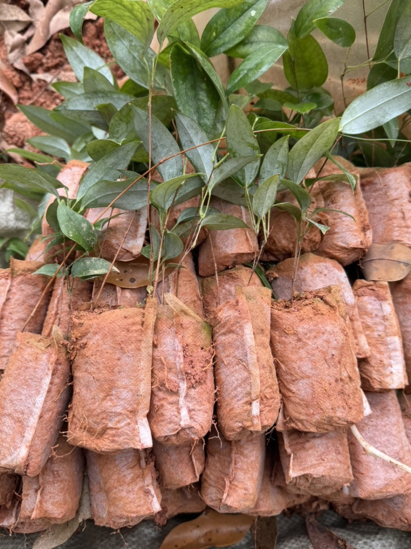 土茯苓苗