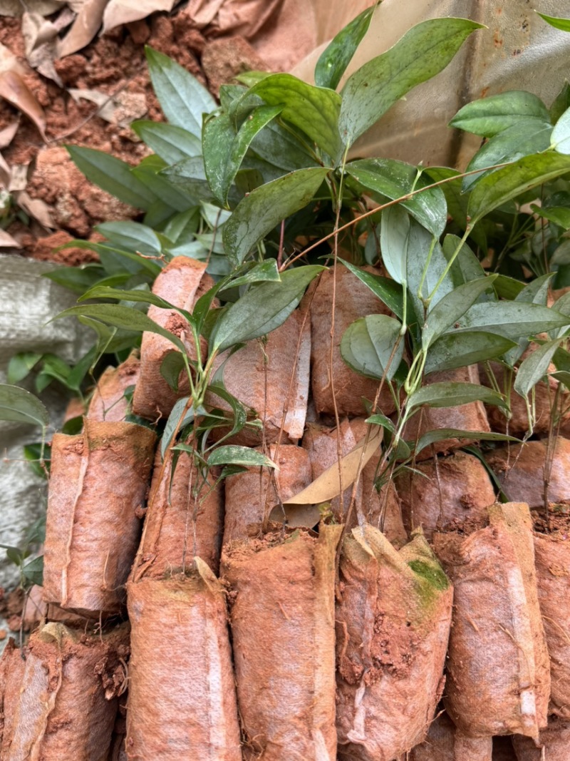 土茯苓苗