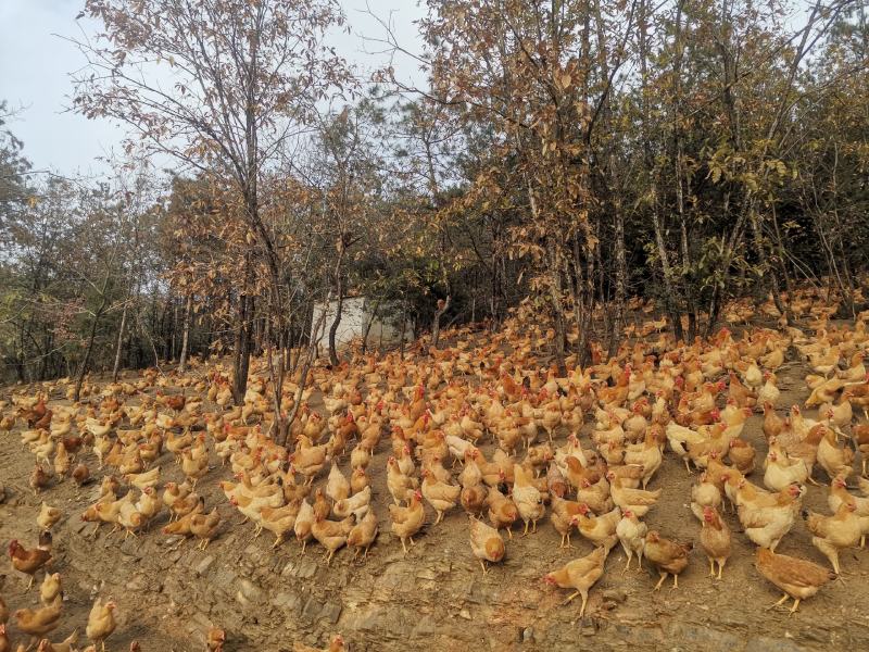 散养土鸡蛋！场地直发！自产自销！湖北钟祥！