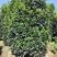 丛生桂花树，丛生金桂，高度1-6米，精品树形，产地直供
