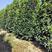 丛生桂花树，丛生金桂，高度1-6米，精品树形，产地直供