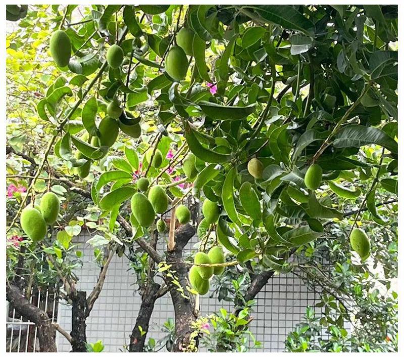 芒果树苗嫁接特大果贵妃芒四季芒金煌芒果树苗树矮化南方当年