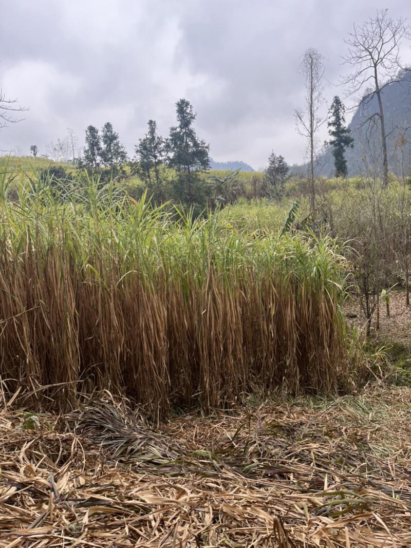 新型皇竹草无毛甜象草巨菌草种节多年生牧草耐寒耐热