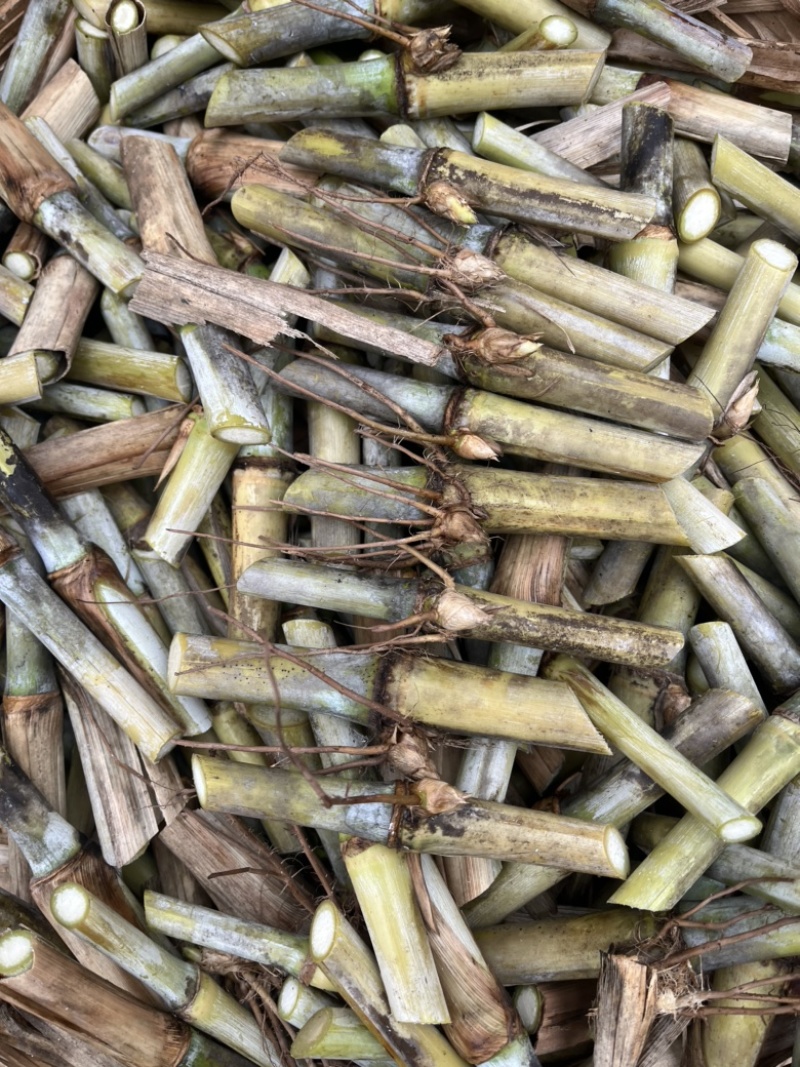 新型皇竹草无毛甜象草巨菌草种节多年生牧草耐寒耐热